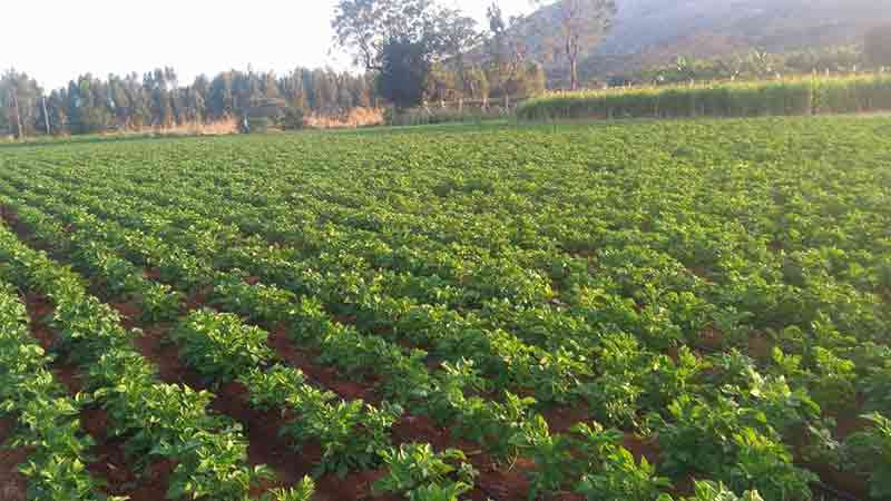 आलू फसल की वानस्पतिक अवस्था