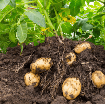 आलू फसल की फलने की अवस्था