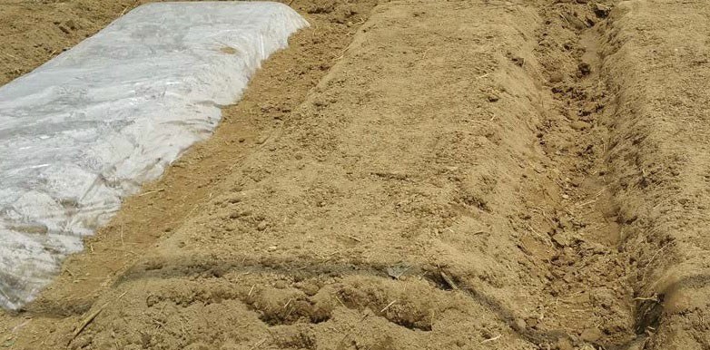 टमाटर फसल रोपण पहले