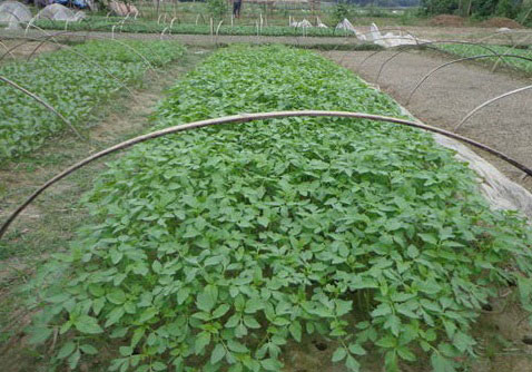 टमाटर फसल की सीडलिंग स्टेज