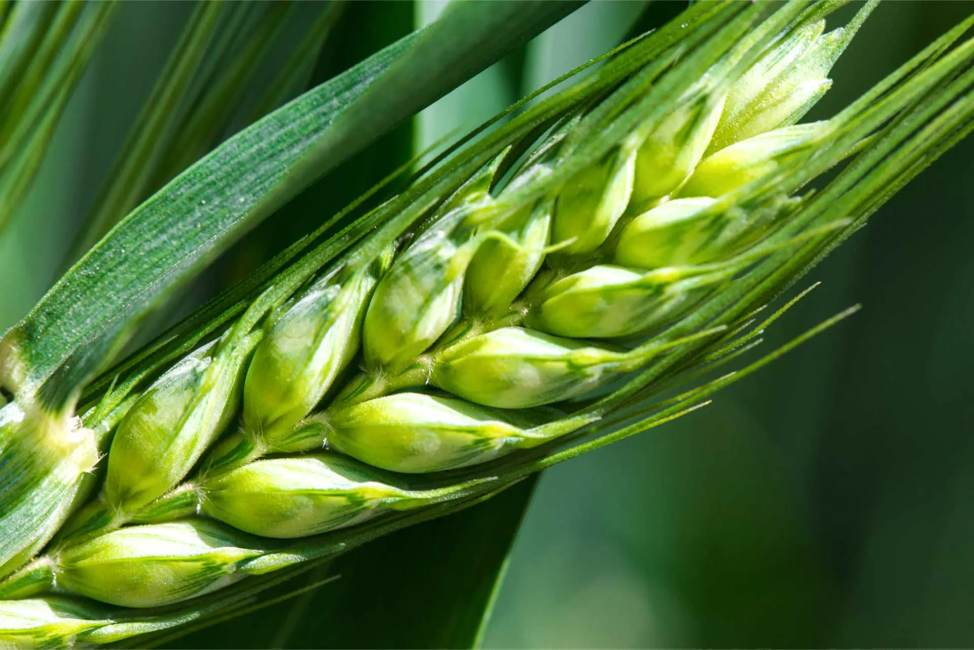 Wheat Grain Filling Stage