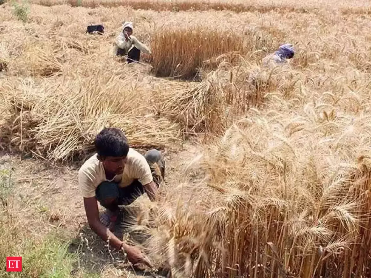 Wheat Harvesting Stage