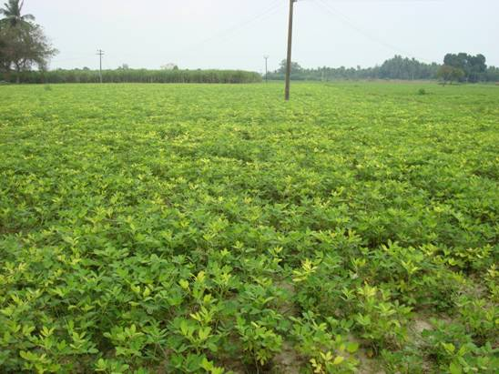 मूंगफली फसल की वनस्पति अवस्था