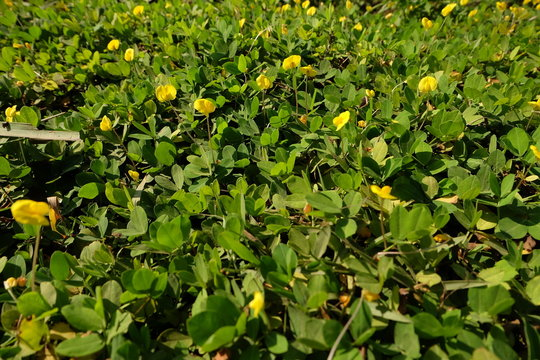 मूंगफली फसल की पुष्पन अवस्था