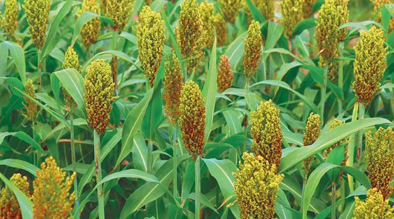 मीठी ज्वार की खेती