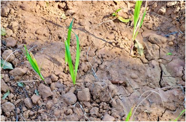 Sugarcane Germination Phase