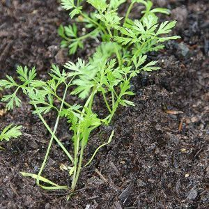 गाजर फसल की सीडलिंग स्टेज