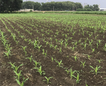 Maize Seedling stage