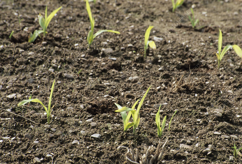 मक्का फसल अंकुर अवस्था