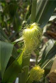 मक्का फसल फूलों की अवस्थाएँ