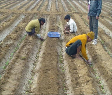 Maize Crop Practices Before Seedling Stage