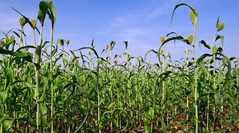 खरीफ में ज्वार की खेती की सम्पूर्ण जानकारी