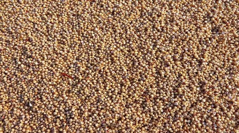 ज्वार में डाउनी मिल्ड्यू (फफूंदी) का नियंत्रण