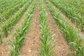 Maize Vegetative Stage