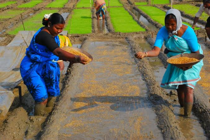 चावल की फसल का वनस्पति चरण