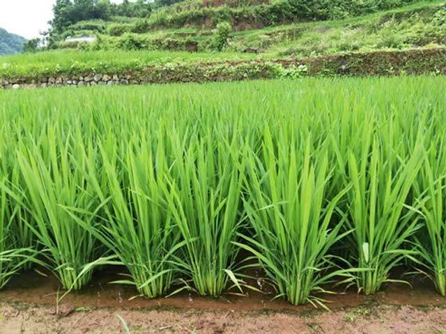 चावल फसल की टिलरिंग स्टेज