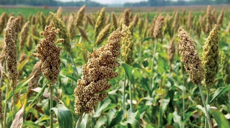 बरसात के बाद (रबी) ज्वार लगायें