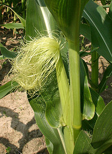 Maize Flowering Stage