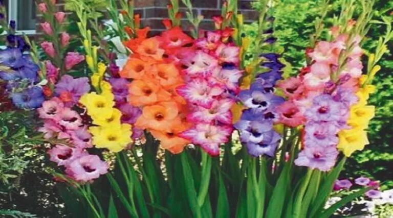 ग्लेडियोलस से होगा किसानों को लाभ