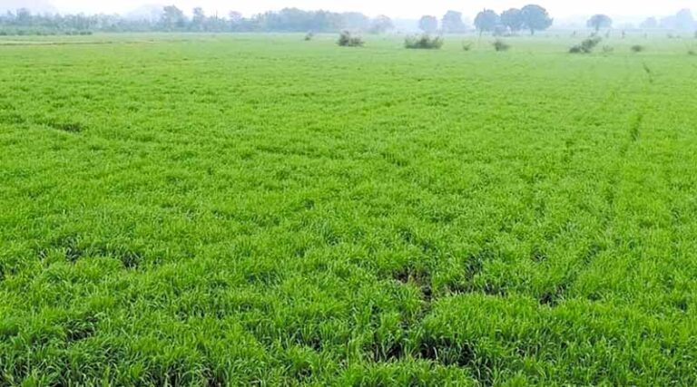 गेहूं में गंधक (Sulphur) की कमी को दूर करें