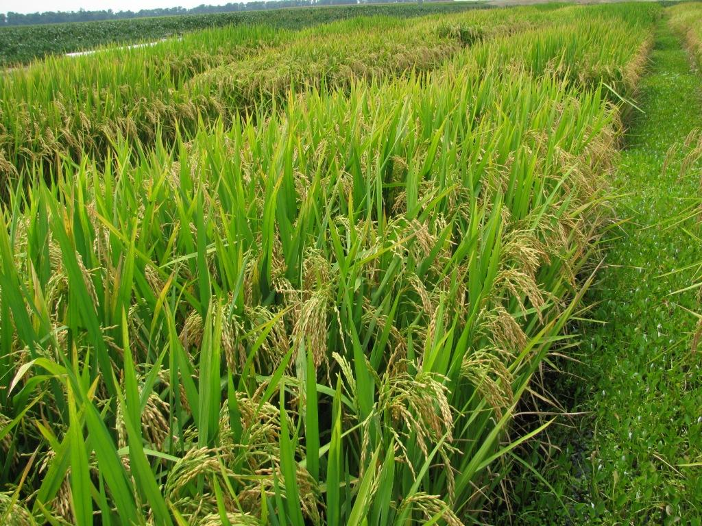 पंद्रहवां से सोलहवां सप्ताह धान की फसल में की जाने वाली कृषि पद्धति