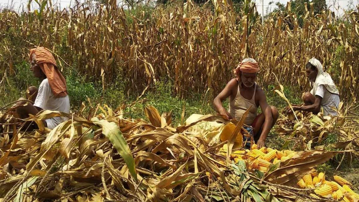 Maize Harvesting Stage