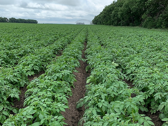 Potato Crop Vegetative Stage