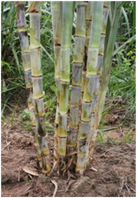 फॉर्मेटिव/टिलरिंग स्टेज