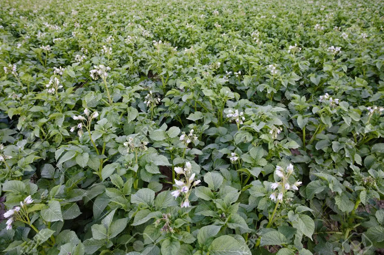Potato Crop Flowering Stage