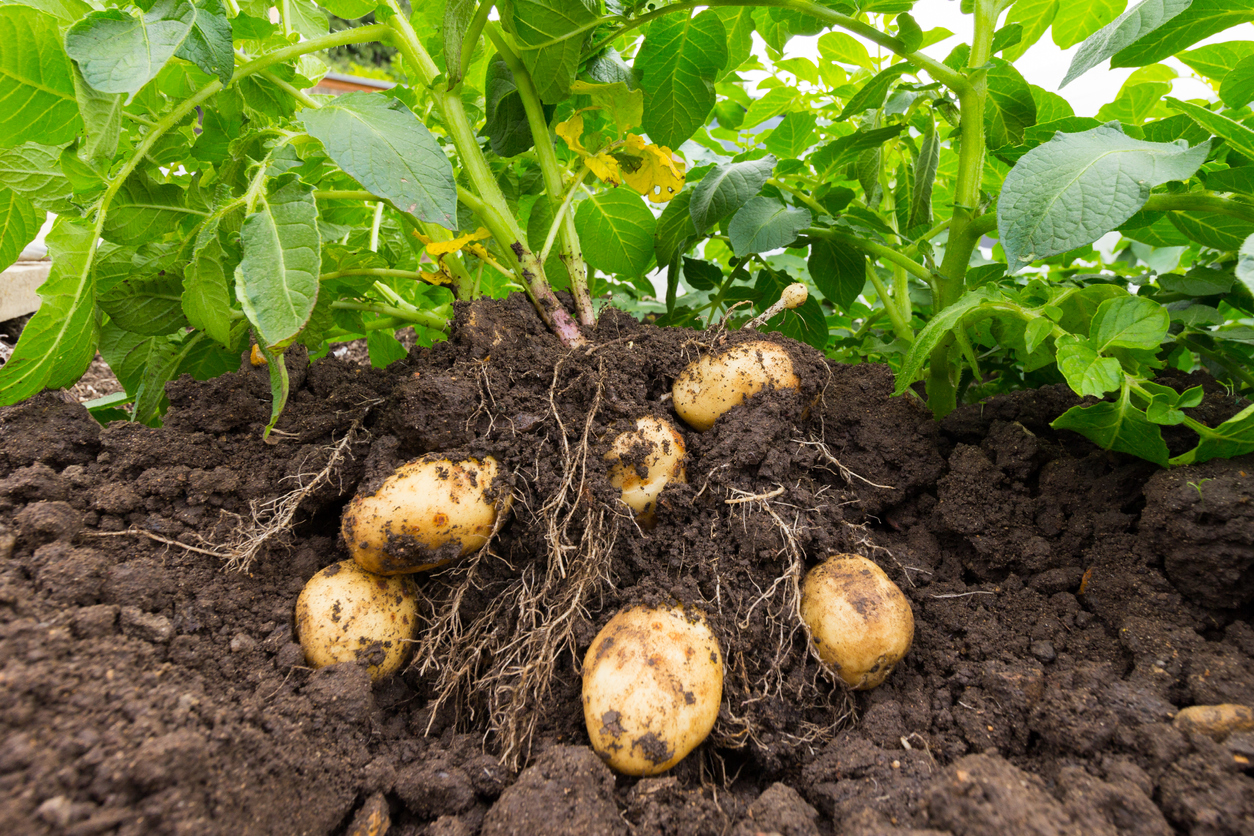 Potato Crop Fruiting Stage