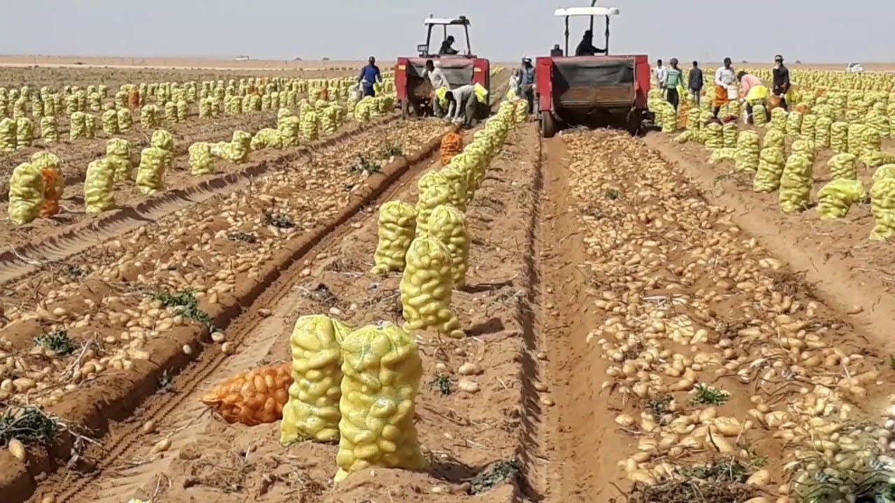 Potato Crop Harvesting Stage