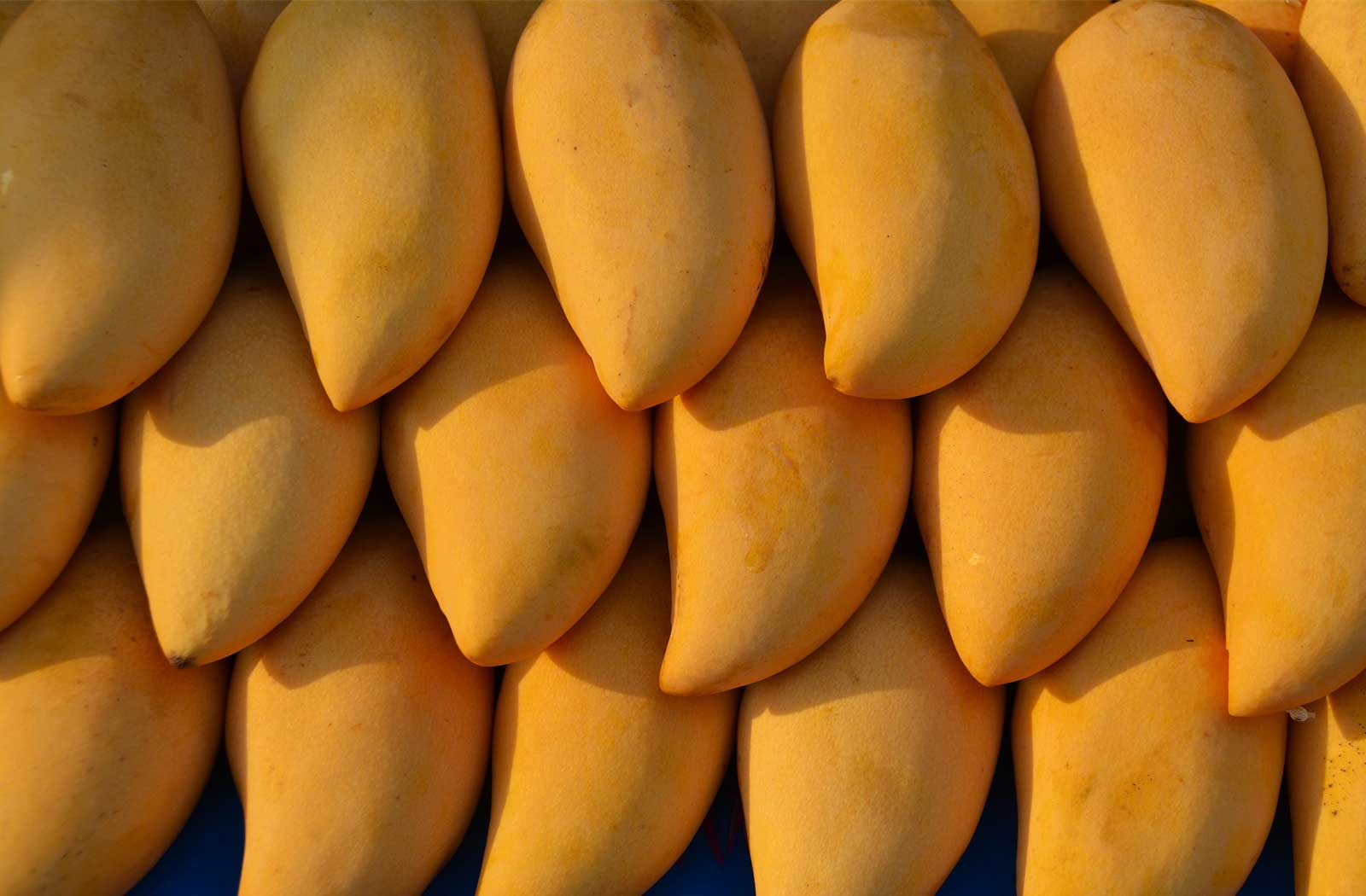 आम फसल की पूर्ण जानकारी