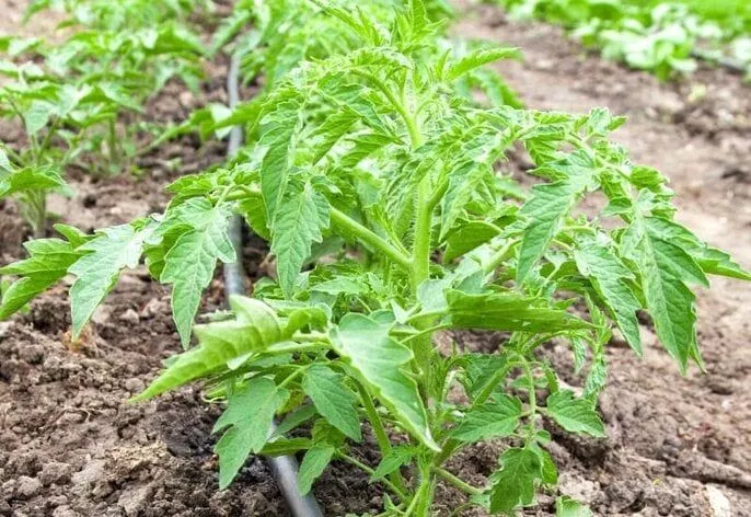 Tomato Crop Vegetative Stage