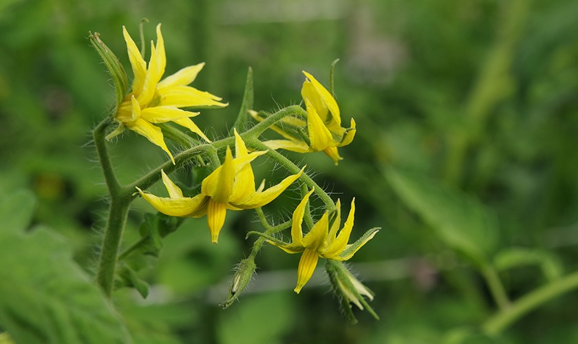 Tomato Crop Flowering Stage