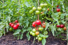 Tomato Fruiting Stage