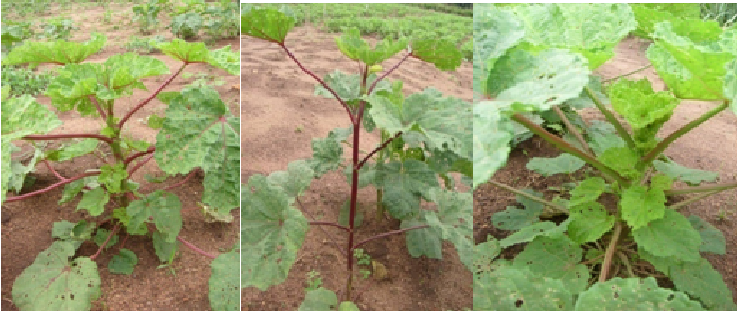 Okra Vegetative stage