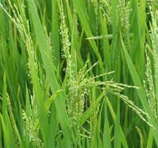 Rice Crop Flowering Stage