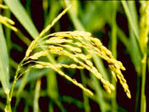 Rice Crop Milking and Dough Stage