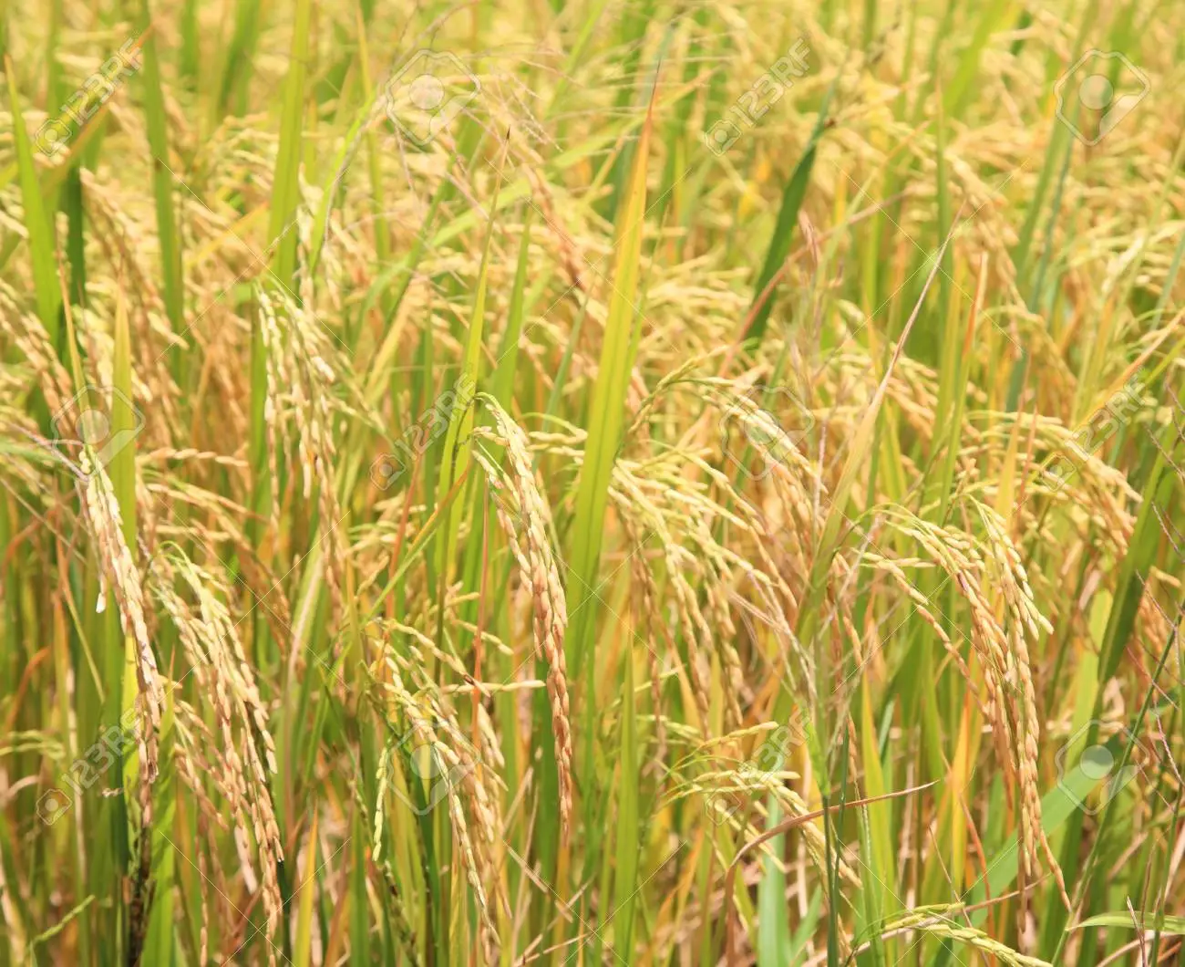 Rice Crop Maturity and Harvesting Stage