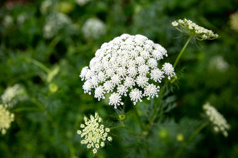 Carrot Flowering Stage