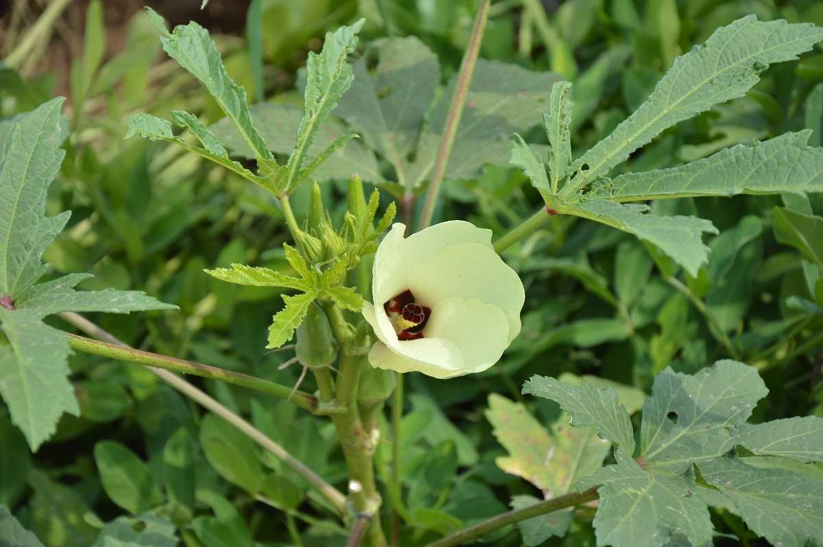 Okra Flowering stage