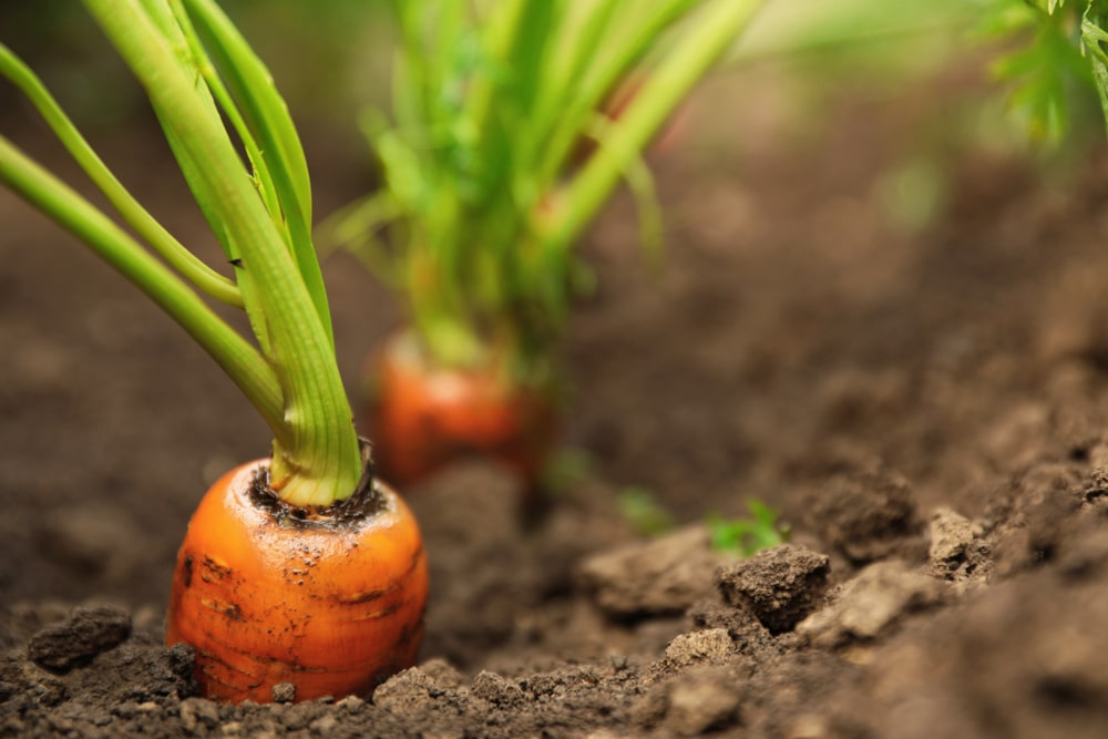 Carrot Fruiting Stage