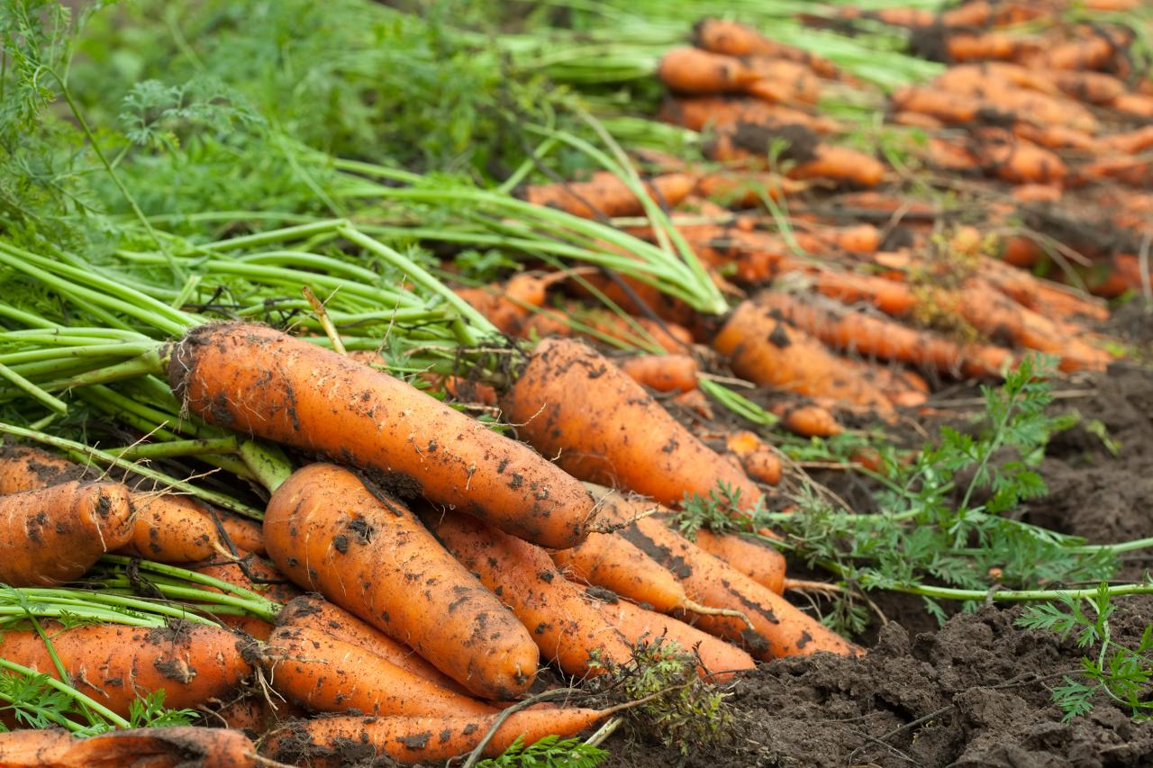 Carrot Harvesting Stage