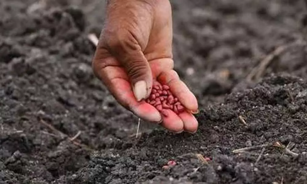 Groundnut Crop Before Seedling Stage
