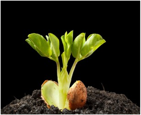 Groundnut Seedling Stage