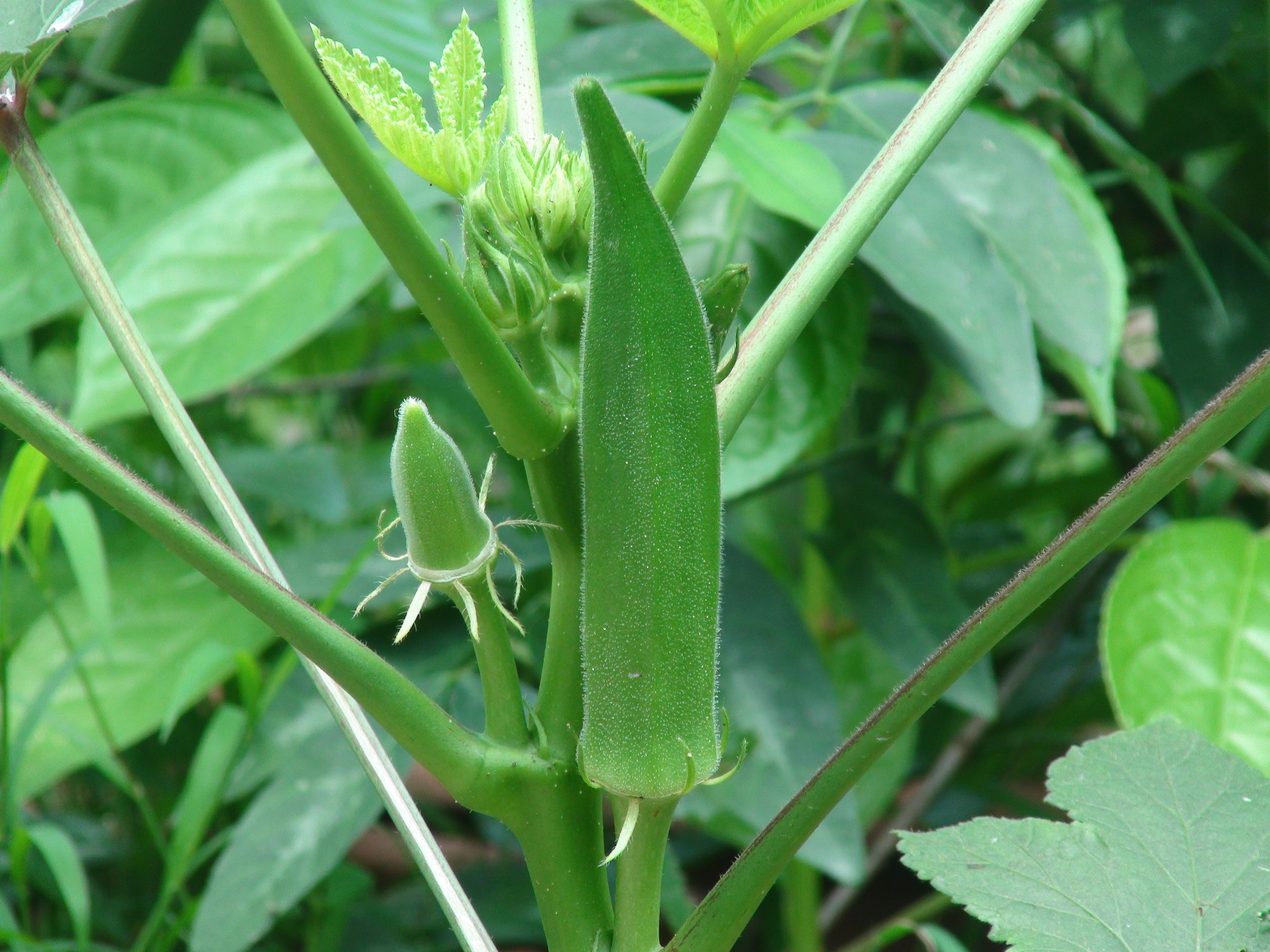 Okra Fruiting stage