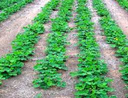 Groundnut Vegetative Stage