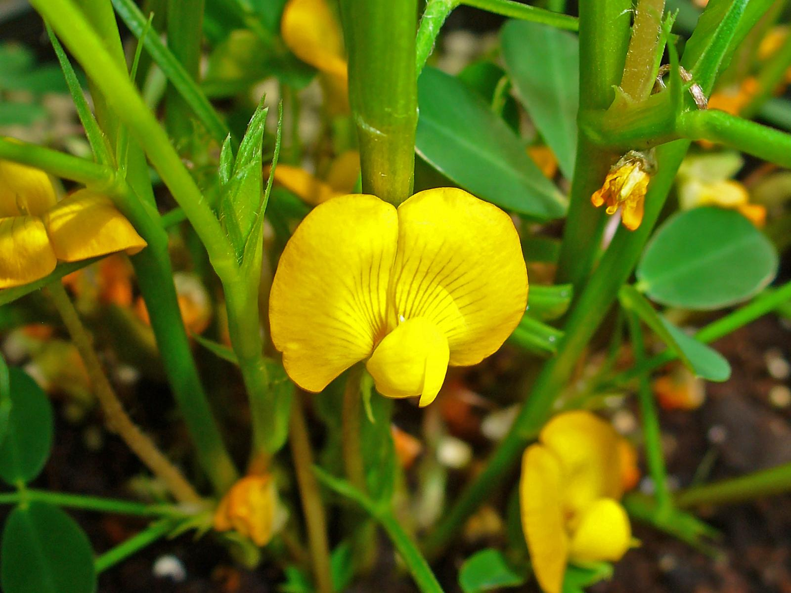 Groundnut Flowering Stage