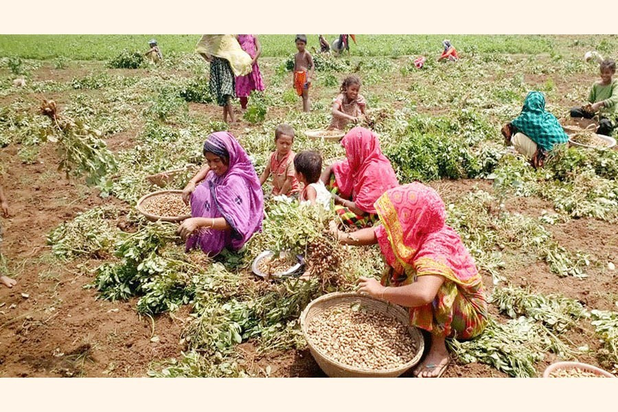 Groundnut Harvesting Stage