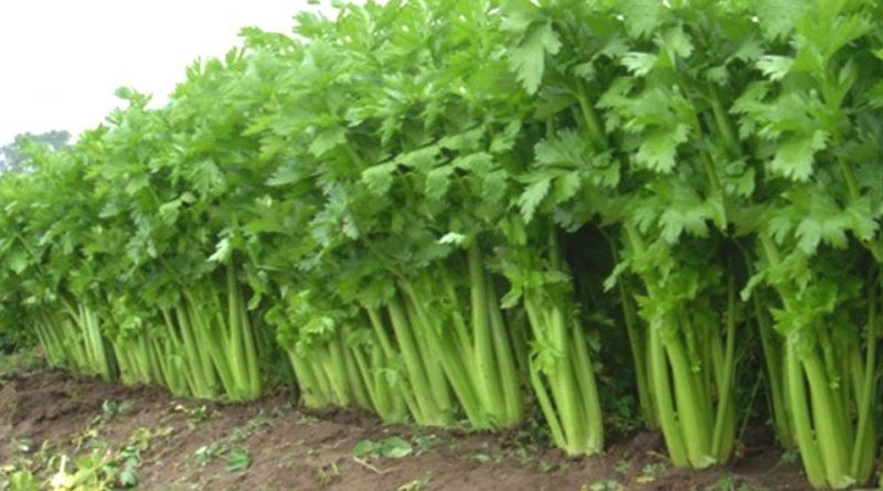 धनिया की खेती